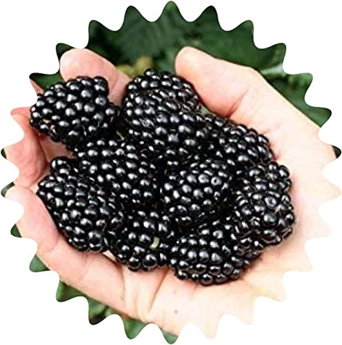 Riesen Brombeeren / Rubus sect. Rubus / 50 Samen / Gesunde & Vitaminreiche Früchte / Kalorienarm von Generisch
