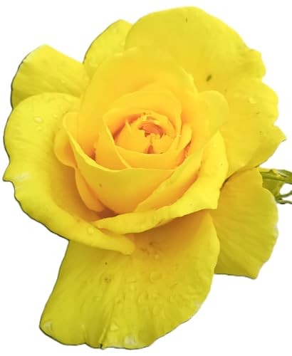Rose Beetrose Friesia gelb blühend Hochstamm 90 cm Duftrose winterhart Rose Beetrose Friesia gelb blühend Hochstamm 90 cm Duftrose winterhart von Generisch