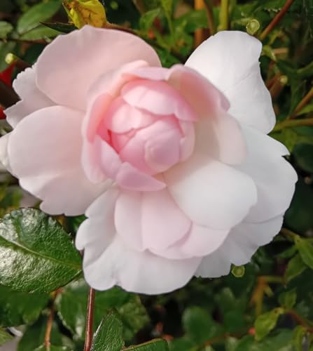 Rose Beetrose Rose Bonica Edelrose rosa Hochstamm 90 cm Rose Beetrose Rose Bonica Edelrose rosa Hochstamm 90 cm von Generisch