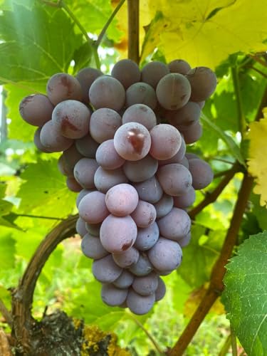 Rosetta – Bio-Tafeltraube mit rosa-blauen Beeren & feinem Bukett | EG-ÖKO 2018/848 | für Garten, Balkon & Pergola | getopfte Rebe aus Bio-Rebschule Vitiserve Rosetta – Bio-Tafeltraube mit rosa-blauen Beeren & feinem Bukett | EG-ÖKO 2018/848 | für Garten, Balkon & Pergola | getopfte Rebe aus Bio-Rebschule Vitiserve von Generisch