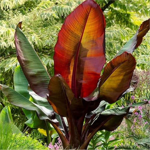 Rote Zierbanane Ensete ventricosum Maurelii, Topfpflanze, 100-140 cm Rote Zierbanane Ensete ventricosum Maurelii, Topfpflanze, 100-140 cm von Generisch