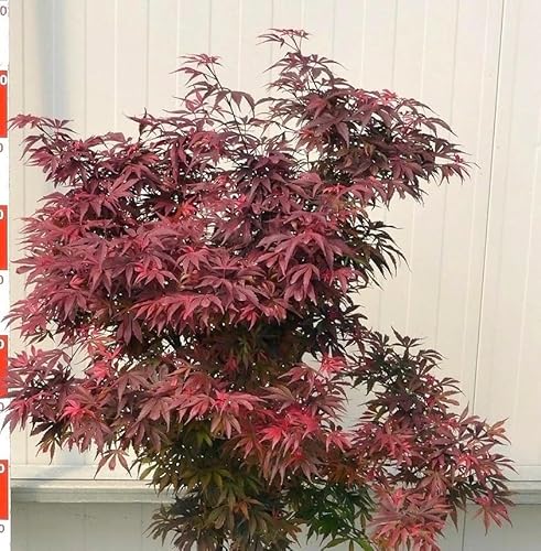 Roter Fächerahorn Acer Palmatum Shaina Hochstamm 60-80 cm Ahorn von Generisch