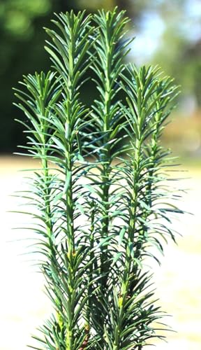 Säuleneibe Eibe Taxus Fastigiata 'Robusta' 90-100 cm winterhart Freilandaufzucht Säuleneibe Eibe Taxus Fastigiata 'Robusta' 90-100 cm winterhart Freilandaufzucht von Generisch