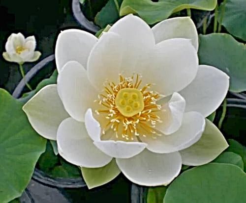 Samen chinesische Mini Lotusblume, weisse Blüten, Bowl Lotus, Nelumbo nucifera, Schüssel Lotus. (5 Samen) von Generisch