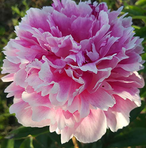 Serebrenyj Velvet Peony 3 Wurzeln von Generisch