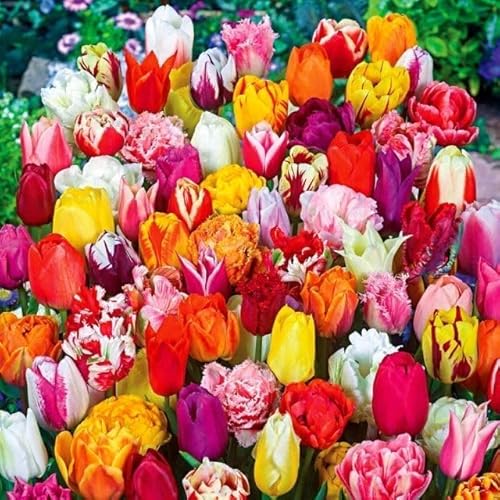 Set Tulpen Mix mischung Tulpenmischung aus Sorten Farben Zwiebeln Onion Knollen winterhart mehrjährig Tulpe Tulpenzwiebeln 100 Stk. Set Tulpen Mix mischung Tulpenmischung aus Sorten Farben Zwiebeln Onion Knollen winterhart mehrjährig Tulpe Tulpenzwiebeln 100 Stk. von Generisch