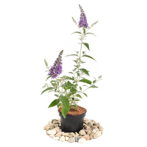Sommerflieder von David 'Ile de France' - Buddleia davidii Sommerflieder von David 'Ile de France' - Buddleia davidii von Generisch