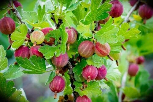 Stachelbeere Rote Hinnonmaki rot Pflanze Setzlinge Busch Obststräucher Garden in 0,5 l Topf von Generisch