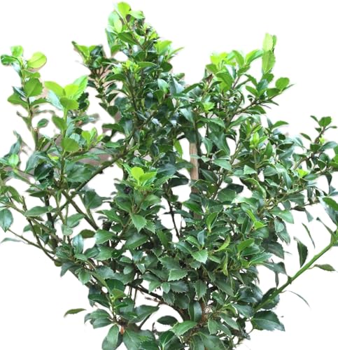 Stechpalme Ilex Heckenstar 80-100 cm Ilex Meserveae immergrün Stechpalme Ilex Heckenstar 80-100 cm Ilex Meserveae immergrün von Generisch