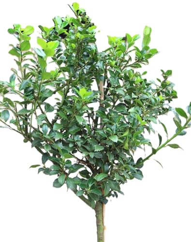 Stechpalme Ilex Heckenstar Hochstamm 60-80 cm Ilex Meserveae immergrün Stechpalme Ilex Heckenstar Hochstamm 60-80 cm Ilex Meserveae immergrün von Generisch