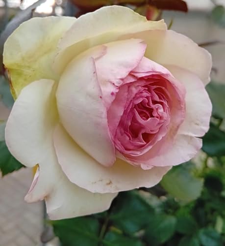 Strauchrose Eden - Rose in zartrosa im großen 7 Liter Topf von Generisch
