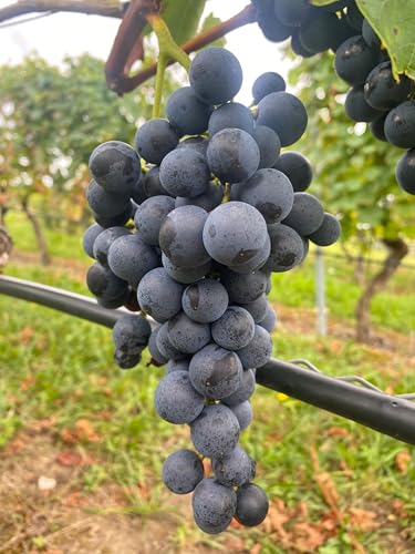 Tafeltraubenrebe 'Muscat Bleu' – Blaue Premiumsorte mit Muskataroma | Süß, robust & frosthart | Für Garten, Pergola & Terrasse | 3-jährige getopfte Weinrebe mit Fruchtansatz Tafeltraubenrebe 'Muscat Bleu' – Blaue Premiumsorte mit Muskataroma | Süß, robust & frosthart | Für Garten, Pergola & Terrasse | 3-jährige getopfte Weinrebe mit Fruchtansatz von Generisch