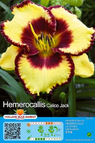 Taglilienrhizome : Hemerocallis - Taglilie " Calico Jack " winterharte 1 Rhizom/Fächer von Generisch
