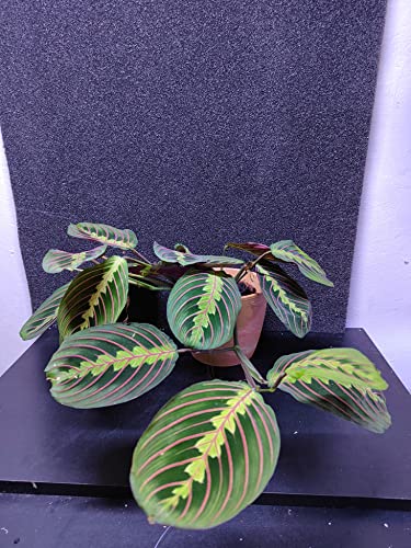 Terraruien / Zimmerpflanzen : Maranta leuconeura Fascinator Tricolor 30-40 cm (ohne Übertopf) von Generisch