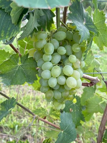 Theresa – kernlose Bio-Tafeltraube mit großen Beeren | süß & spätreifend | ideal für Hauswände & Pergolen | EG-ÖKO zertifiziert | getopfte Rebe aus der Rebschule Vitiserve Theresa – kernlose Bio-Tafeltraube mit großen Beeren | süß & spätreifend | ideal für Hauswände & Pergolen | EG-ÖKO zertifiziert | getopfte Rebe aus der Rebschule Vitiserve von Generisch