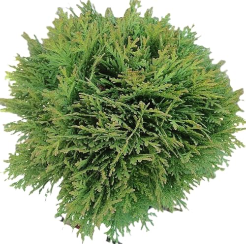 Thuja occidentalis Danica Kugel Lebensbaum immergrün 50-60 cm Thuja occidentalis Danica Kugel Lebensbaum immergrün 50-60 cm von Generisch