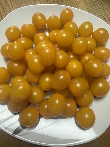 Tomate Yellow Cherry 10 Samen von Generisch