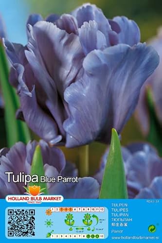Tulpenzwiebeln : Papageientulpe Tulpe " Blue Parrot " 5 Blumenzwiebeln von Generisch