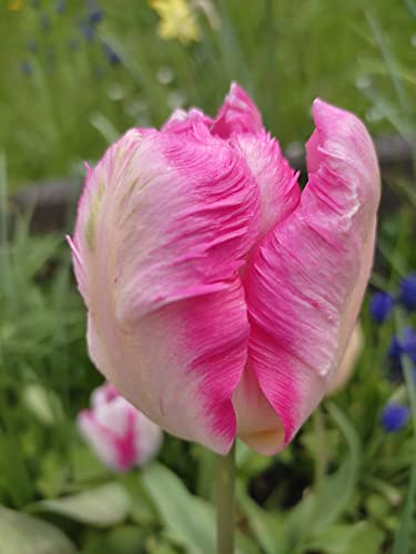 Tulpenzwiebeln : Papageientulpe Tulpe " Libretto Parrot " 5 Blumenzwiebeln von Generisch