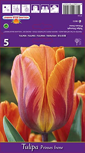 Tulpenzwiebeln : Tulpe " Prinses Irene " 5 Blumenzwiebeln von Generisch