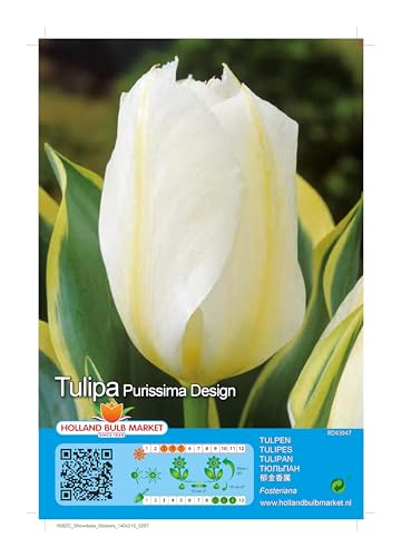 Tulpenzwiebeln : Tulpe " Purissima Design " 5 Blumenzwiebeln von Generisch