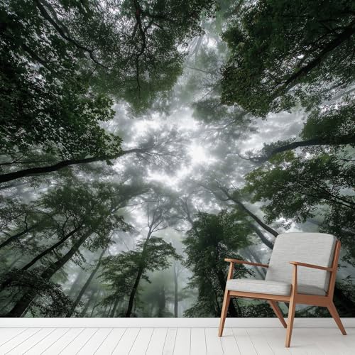 Wald Landschaft Sonne Himmel Tapete Selbstklebende Fototapete Dschungel Pflanzen Natur Baum Tapeten Birken Wandtapete Vinyl Wasserdicht Wandaufkleber für Wohnzimmer Schlafzimmer Küchen 350x260 cm Wald Landschaft Sonne Himmel Tapete Selbstklebende Fototapete Dschungel Pflanzen Natur Baum Tapeten Birken Wandtapete Vinyl Wasserdicht Wandaufkleber für Wohnzimmer Schlafzimmer Küchen 350x260 cm von Generisch