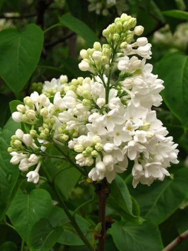 Weißer Flieder Syringa vulgaris alba Pflanze 25-30cm Fliederstrauch Rarität von Generisch