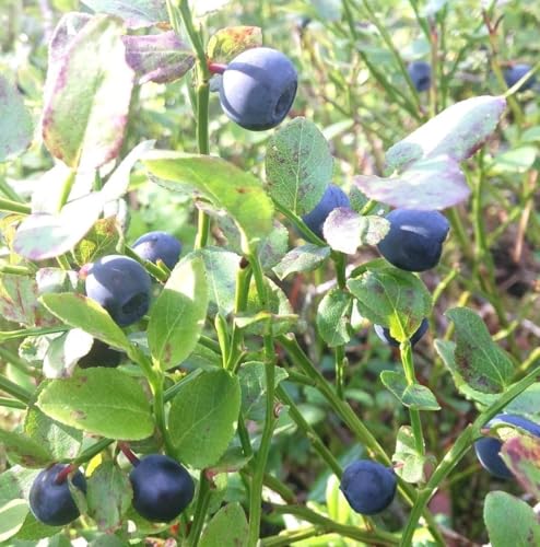 Wilde Heidelbeere Blaubeere Vaccinium Myrtillus 10-15 cm Wilde Heidelbeere Blaubeere Vaccinium Myrtillus 10-15 cm von Generisch