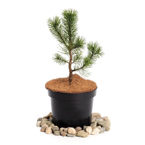 Wintergelbe Bergkiefer 'Amber Gold' - Super Sämling von Generisch