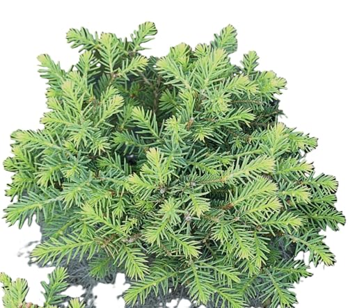 Zwergfichte immergrüne Nestfichte Picea abies - Nidiformis - 20-30 cm winterhart von Generisch