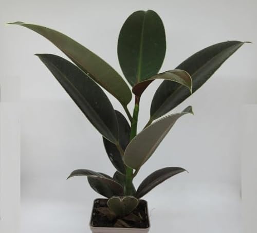 florari Ficus elastica 'Robusta' / Gummibaum von Generisch