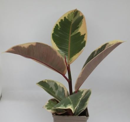 florari Ficus elastica 'Tineke' / Weißbunter Gummibaum von Generisch