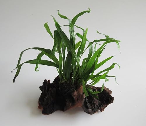 florari Mopani mit Microsorium pteropus - Javafarn auf zweifarbigem Eisenholz von Generisch