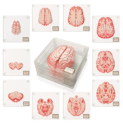 Untersetzer mit anatomischem Gehirn (Set mit 10 Stück) – Herz-Untersetzer-Set auch erhältlich Brain Untersetzer von Generix Geek