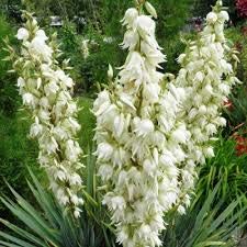 Genipap 10 Yucca Filamentosa Blumensamen von Genipap
