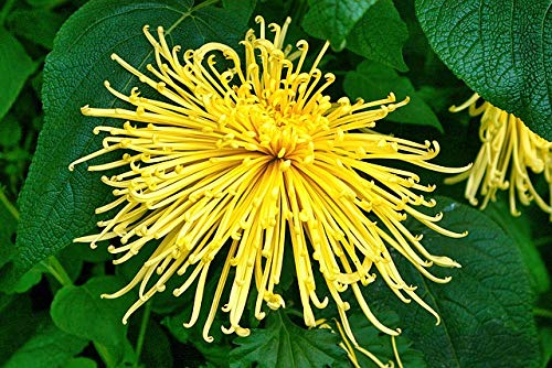 Genipap 100 Stück Spinnen-Chrysanthemen-Blumensamen von Genipap