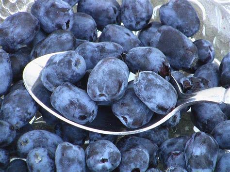 Genipap 35 Berry Blue Haskap Fruchtsamen von Genipap