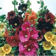 Genipap 50 Hollyhock Blumensamen mischen von Genipap