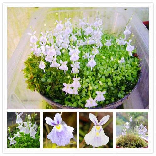 Genipap 50 Utricularia Sandersonii Blumensamen von Genipap