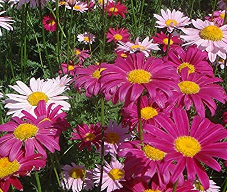 Genipap 500 Pyrethrum Daisy mehrjährige gemischte Blumensamen von Genipap