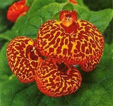 Genipap WANCHEN Calceolaria Seeds Slipper Flower Indoor Taschenbuch Pflanze Bonsai Flower Seeds/Garten Herbeohybrida Fascination Mix Color50pcs / bag von Genipap