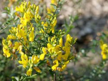 Färberginster, 20-40 cm, Genista tinctoria, Containerware von Genista tinctoria