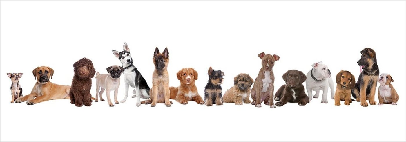 Genius Glasbild Glasbild 95x33cm Wandbild Bild Hundefamilie 11199 Genius Glasbild Glasbild 95x33cm Wandbild Bild Hundefamilie 11199 von Genius