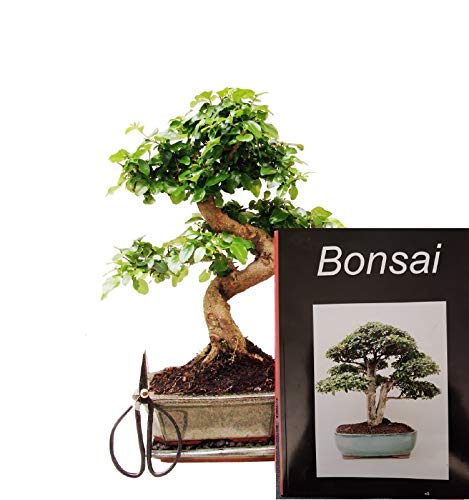 Anfänger Bonsai-Set Liguster, ca. 30cm, 4 teiliges Sparset (1 Liguster-Bonsai, 1 Schere, 1 Untersetzer, 1 Bonsaibuch) von Genki-Bonsai