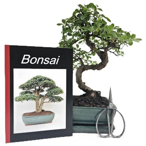 Anfänger Bonsai-Set Ulme, ca. 30cm, 4 teiliges Sparset (1 Ulmen-Bonsai, 1 Schere, 1 Untersetzer, 1 Bonsaibuch) von Genki-Bonsai
