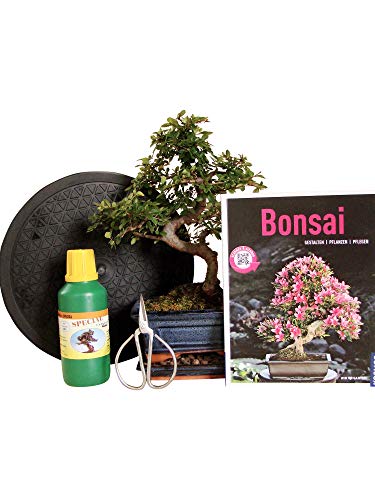 Anfänger Bonsai-Set Ulme - 6 teilig - ca. 30cm hoher Ulmen-Bonsai, 1 Schere, 1 Untersetzer, 1 Arbeitsdrehteller, 1 Flasche Dünger, 1 Bonsaibuch von Genki-Bonsai