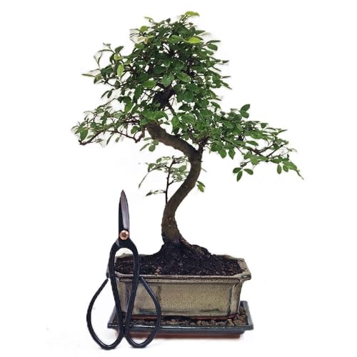 Bonsai mit Schere, ca. 30-35cm hoch (Bonsai chin. Ulme (Abb. ähnlich) mit Untersetzer und 1 Schere groß) von Genki-Bonsai