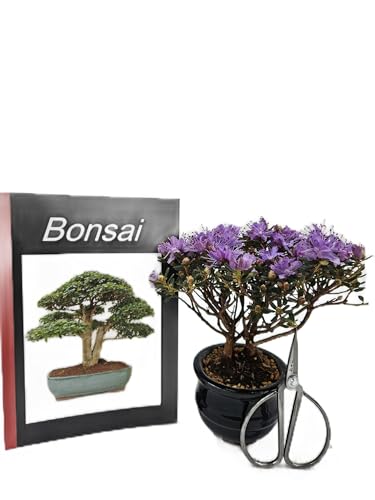 Bonsai Azaleen Geschenk-Set, Rhododendron, ca. 5 Jahre, ca. 20 cm hoch von Genki-Bonsai