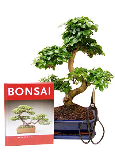 Bonsai Geschenk-Set chin. Liguster mit Buch und Schere (ca. 30-35 cm hoch) von Genki-Bonsai