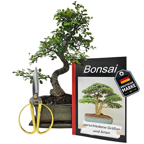 Bonsai Geschenkset Anfänger Sparset chinesische Ulme, ca. 9 Jahre, ca. 30-35 cm hoch von Genki-Bonsai